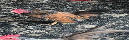 Chickens poultry for sale: 2 Serema cocks 3 months old - Advert 7