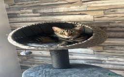 Bengal cats for sale: Marbled bengal boy - Image 1