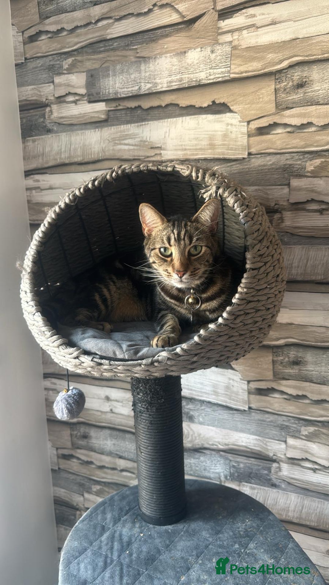Bengal cats for sale: Marbled bengal boy - Image 1