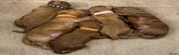 Cockapoo dogs for sale: F1b Red cockapoos 🤎 - Advert 3