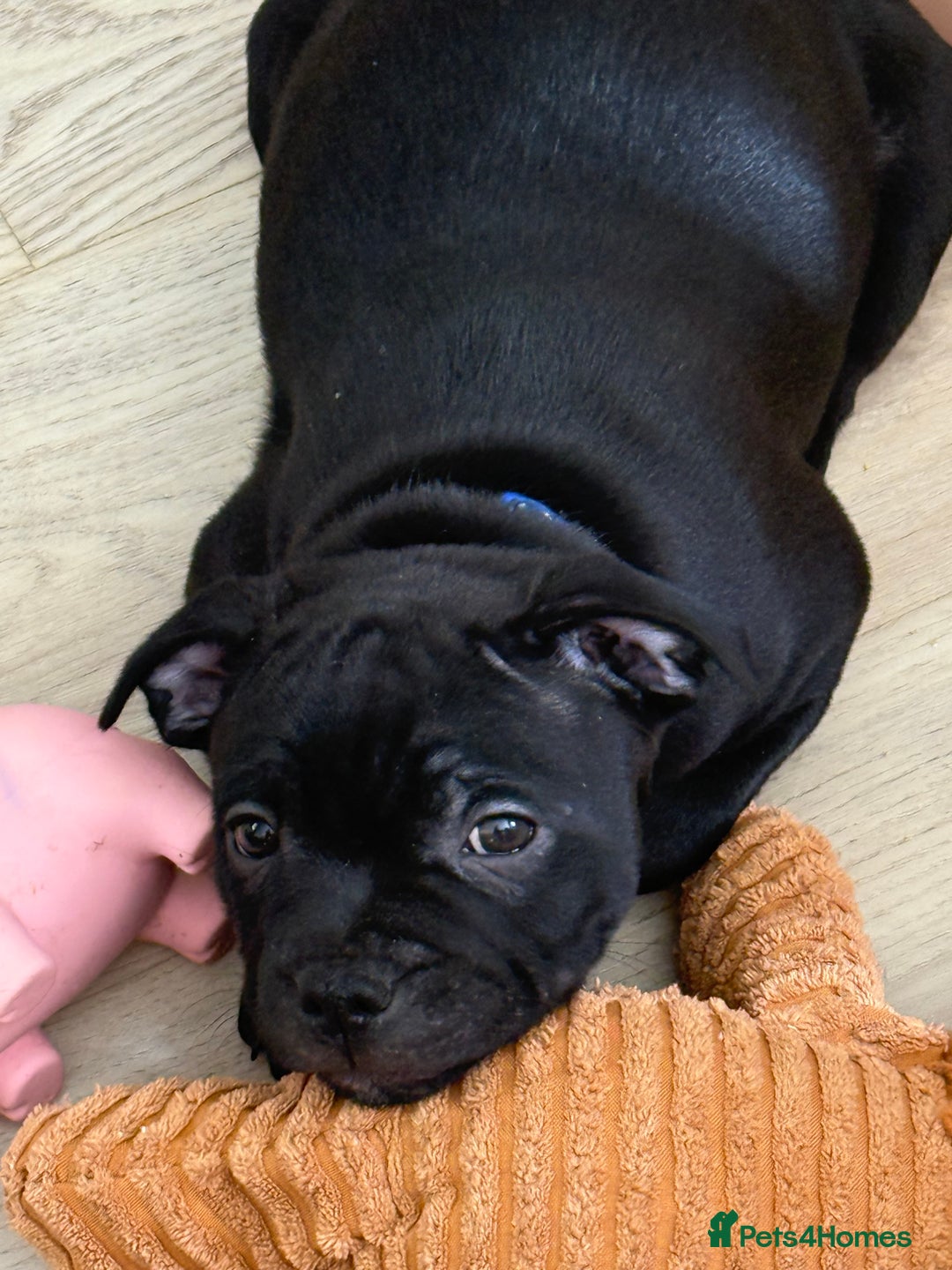 Staffordshire Bull Terrier dogs for sale: Stunning Staffordshire Bull Terrier pups   in Farnborough - Image 4