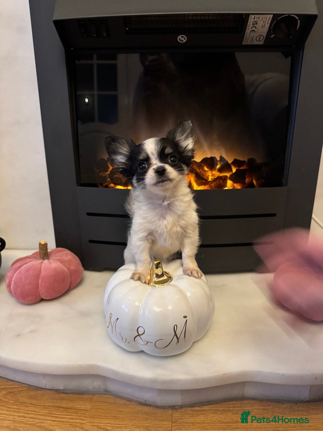 Chihuahua dogs for sale: One left! KC Reg Chihuahua Puppies-  Ready Now - Image 26