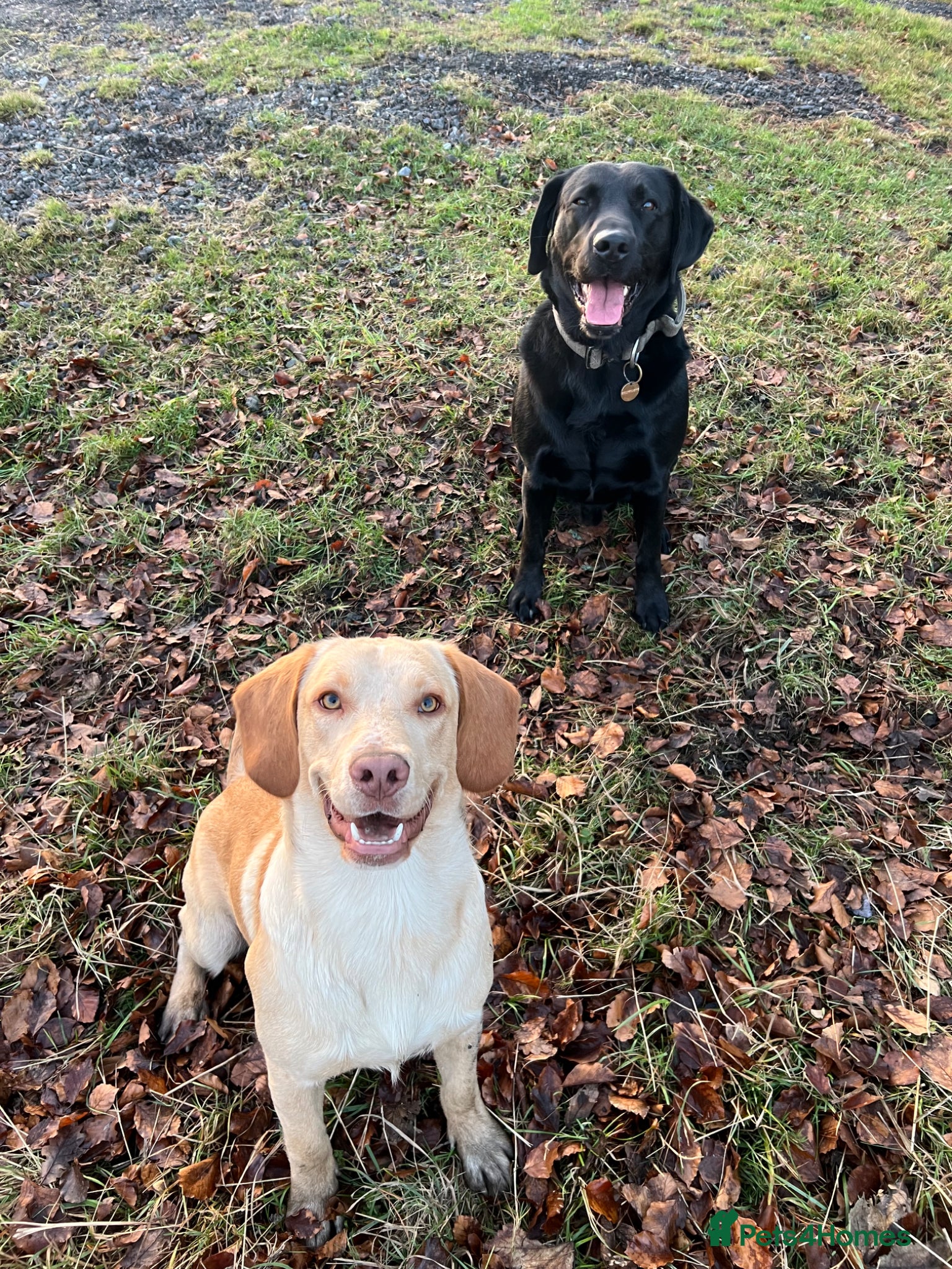 Cockerdor dogs Gorgeous spanador male  - Advert 2