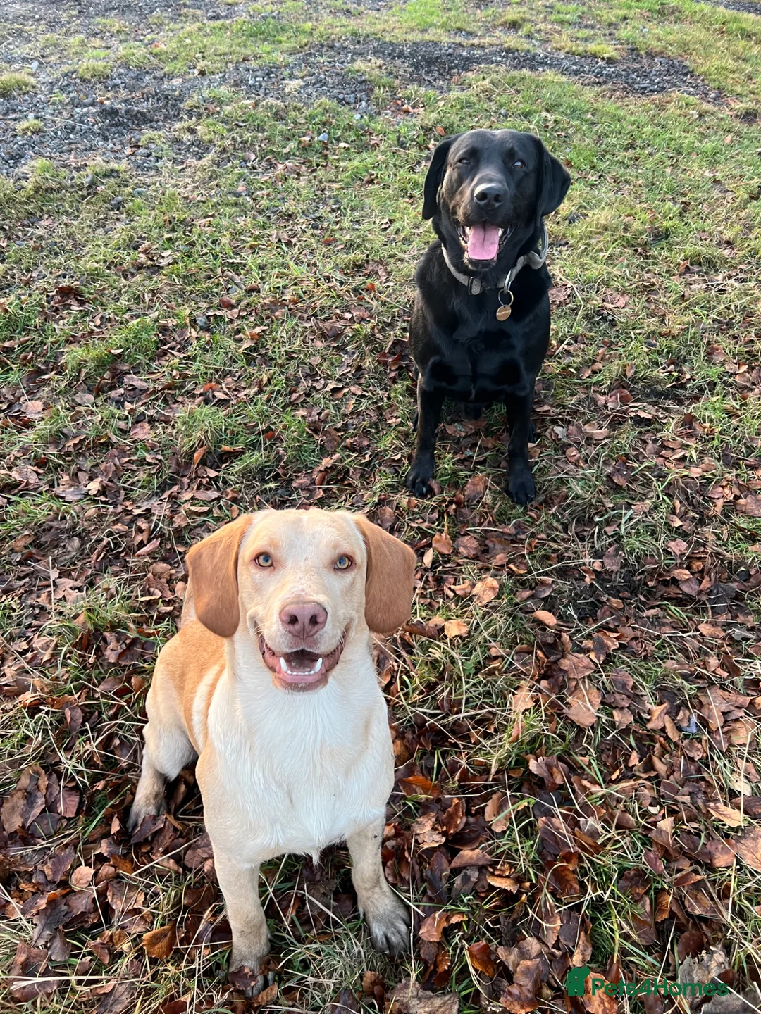 Cockerdor dogs for sale: Gorgeous spanador male  in Bishop Auckland - Advert 1