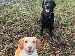 Cockerdor dogs Gorgeous spanador male - Advert 2