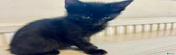 Mixed Breed cats for sale: Mixedbreed black kittens - Advert 4