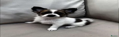 Pomchi Puppy 3