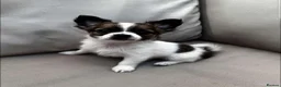 Pomchi dogs for sale: 6 Beautiful 3/4 chihuahua 1/4 pomeranian puppies, in Derby - Advert 3