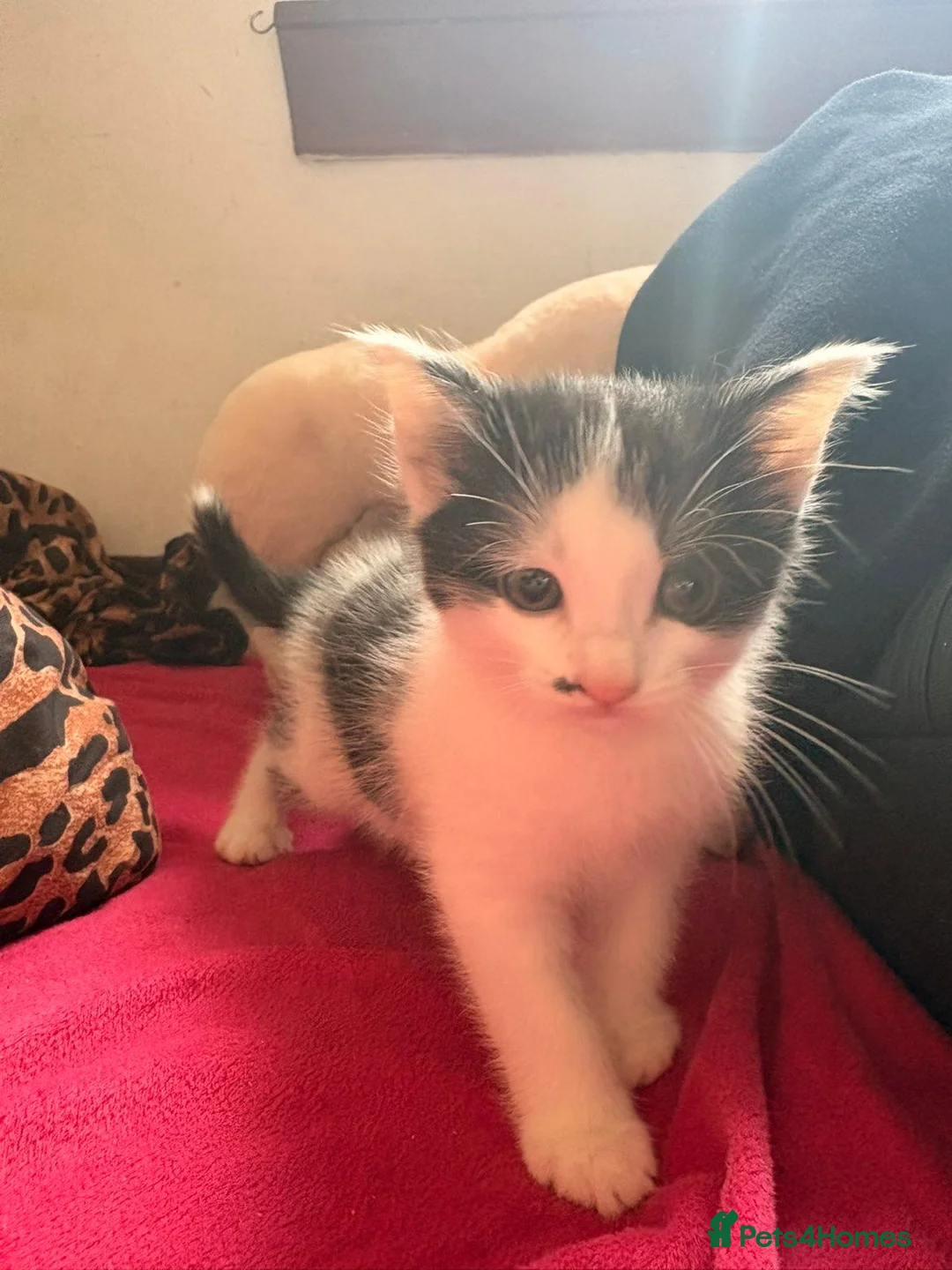 Mixed Breed cats for sale: 3 lovely kittens  - Advert 2