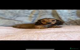 Miniature Dachshund dogs for sale: mini long hair pups for sale  - Image 4