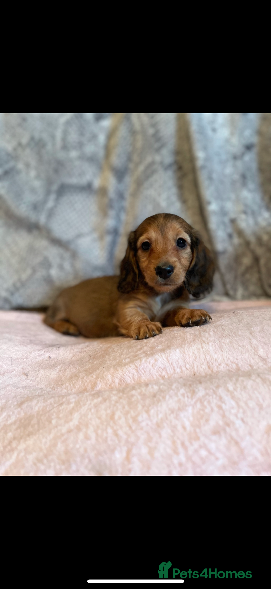 Miniature Dachshund dogs for sale: mini long hair pups for sale  - Image 4