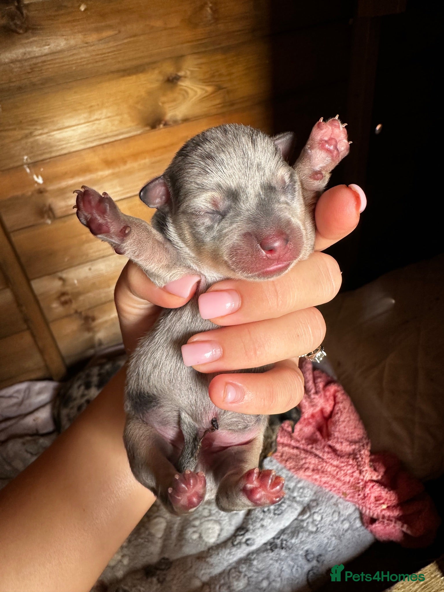 Dachshund dogs Dachshund puppies looking for a place to call home - Advert 2