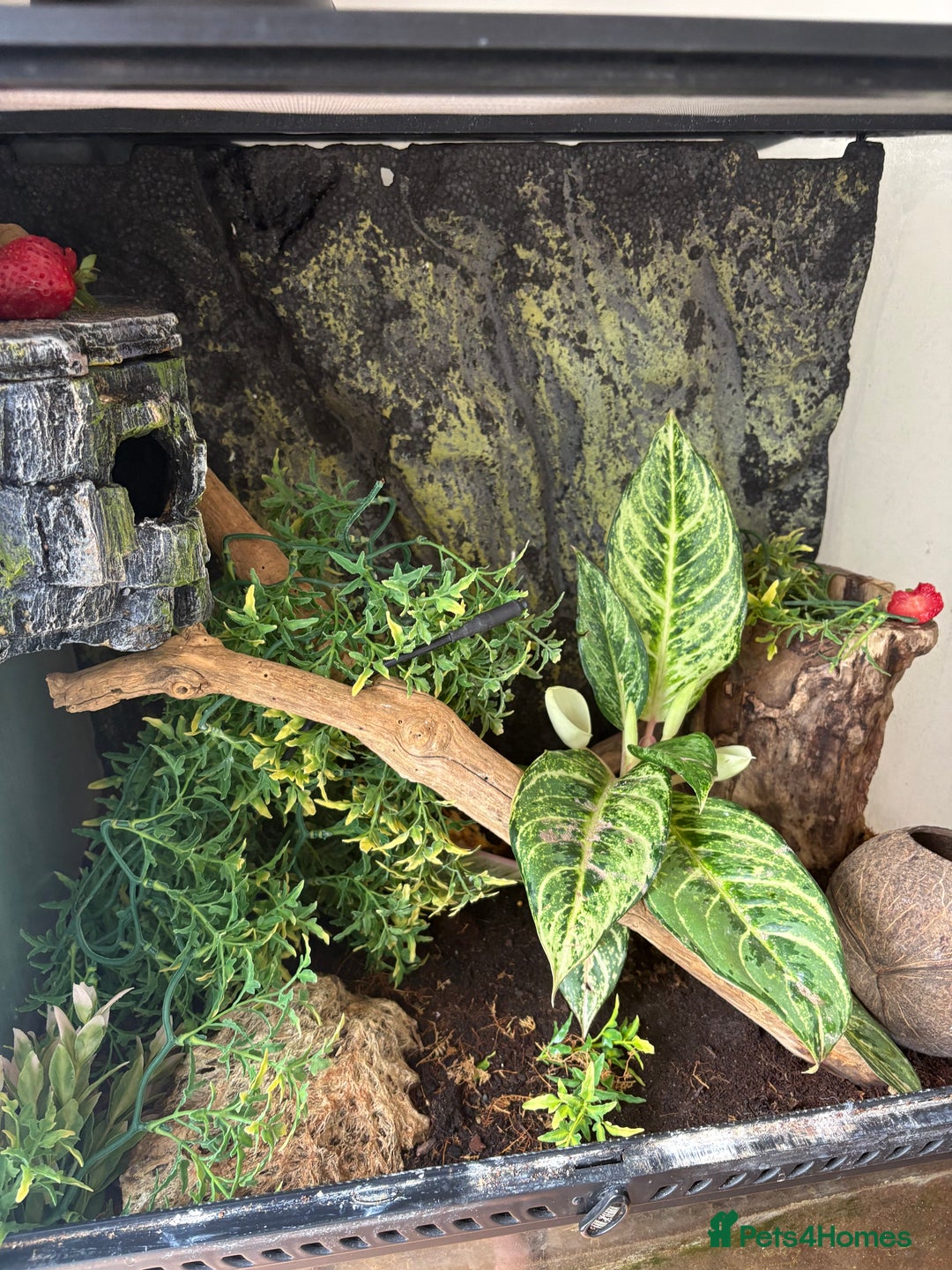 Gecko reptiles for sale: Two Breeding Crested Geckos with Viv  - Image 6