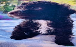 Cockapoo dogs for sale: Stunning fully DNA tested Cockapoo puppies - Image 20