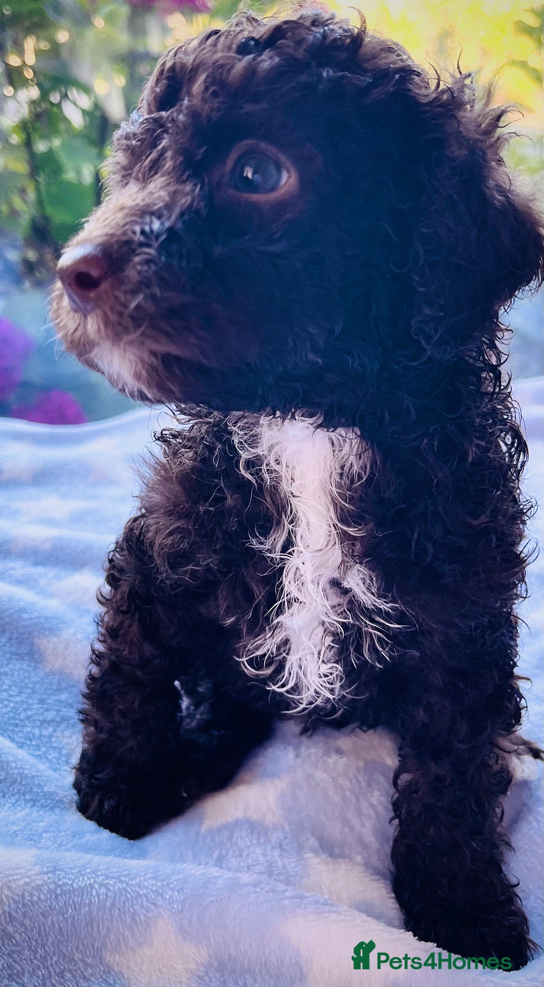 Cockapoo dogs for sale: Stunning fully DNA tested Cockapoo puppies - Image 20
