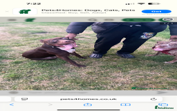 Staffordshire Bull Terrier dogs for sale: Puppy - Image 2
