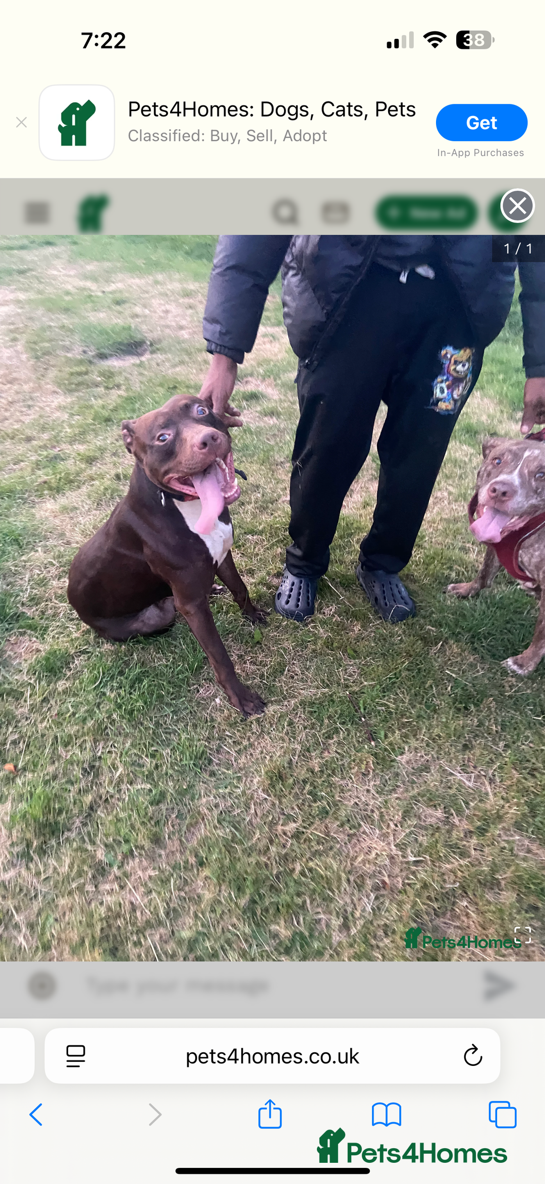 Staffordshire Bull Terrier dogs for sale: Puppy - Image 2