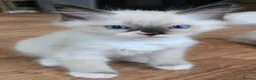 Ragdoll cats for sale: Beautiful fluffy Ragdolls - Advert 7