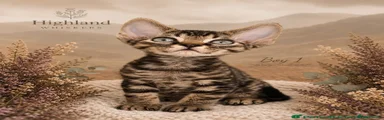 Tabby boy