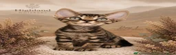 Devon Rex cats for sale: Last Kitten Available Devon Rex Tabby boy GCCF  - Advert 1