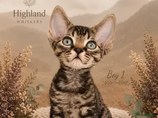 Devon Rex cats Last Kitten Available Devon Rex Tabby boy GCCF - Advert 15