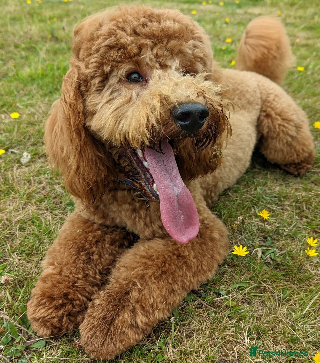 Labradoodle dogs for stud: Stunning proven Red KC Miniature Poodle in Cannock - Image 5