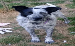Mixed Breed dogs for adoption: 🐾 Molly is Looking for Her Forever Home 🐾 - Image 3
