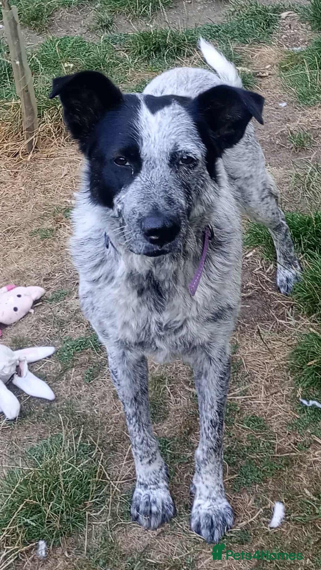 Mixed Breed dogs for adoption: 🐾 Molly is Looking for Her Forever Home 🐾 - Image 3
