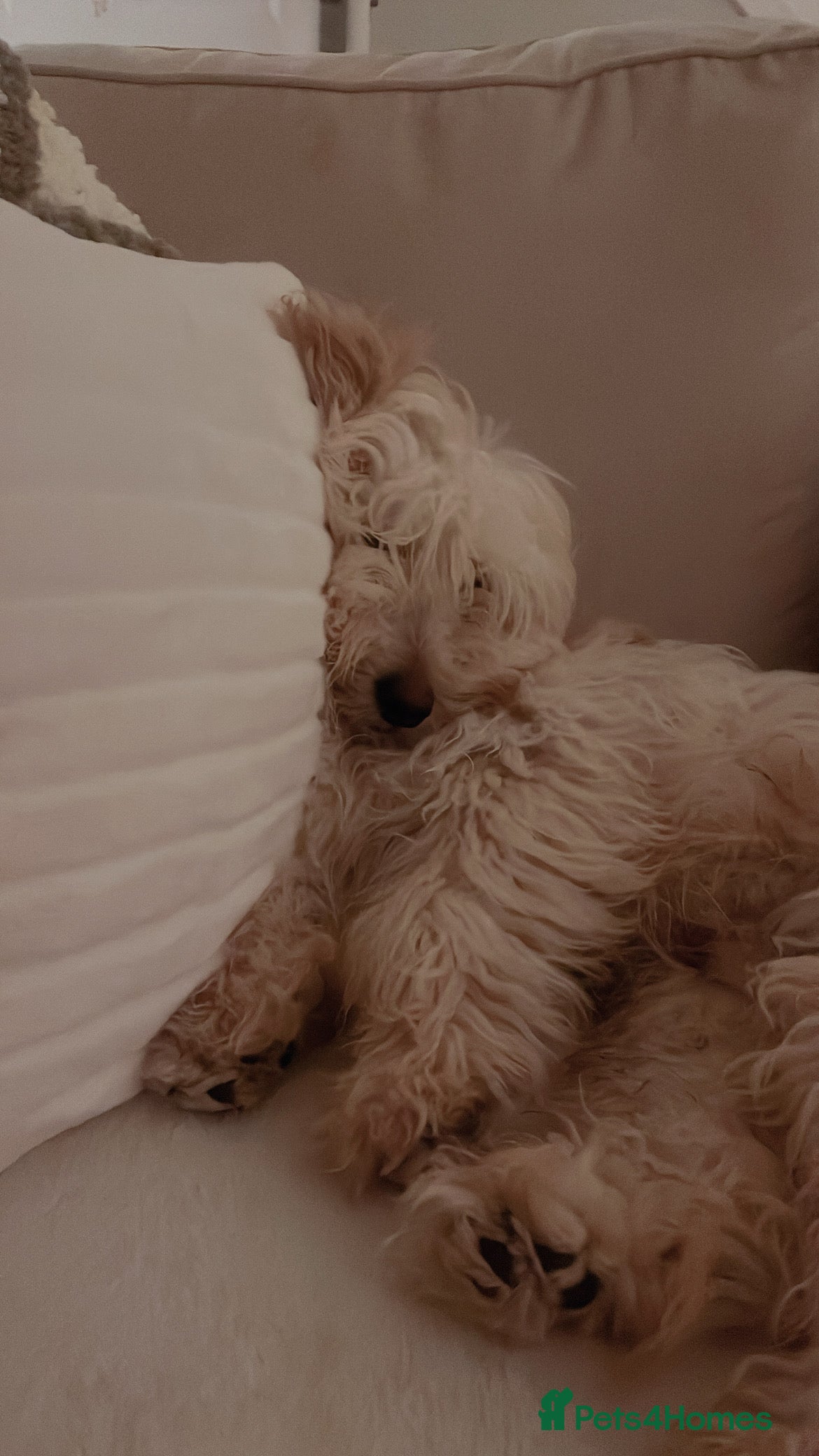 Mixed Breed dogs Cocka/cava 7 months,in need of a calm loving home  - Advert 1