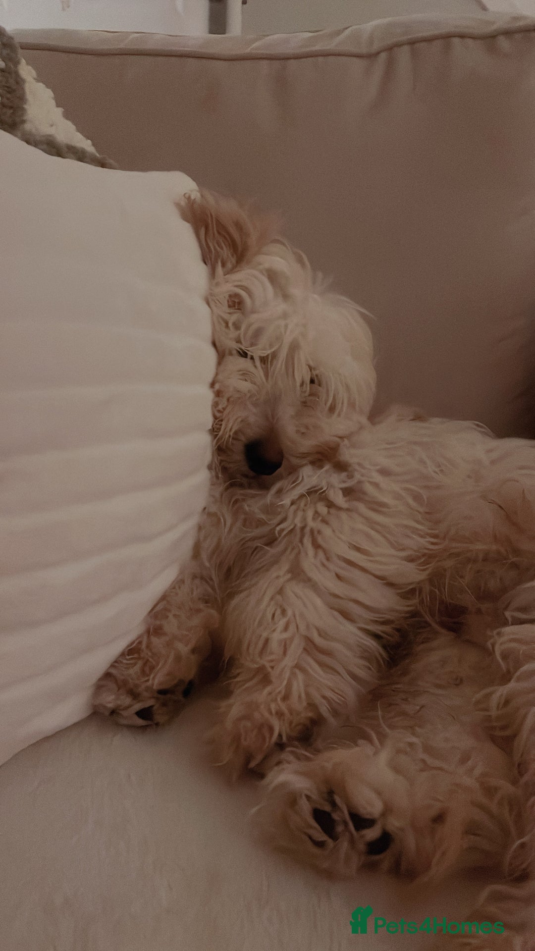 Mixed Breed dogs for sale: Cocka/cava 7 months,in need of a calm loving home  - Advert 1