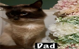 Mixed Breed cats for sale: Beautiful kittens Ready now Open to offers  in Chester - Image 35