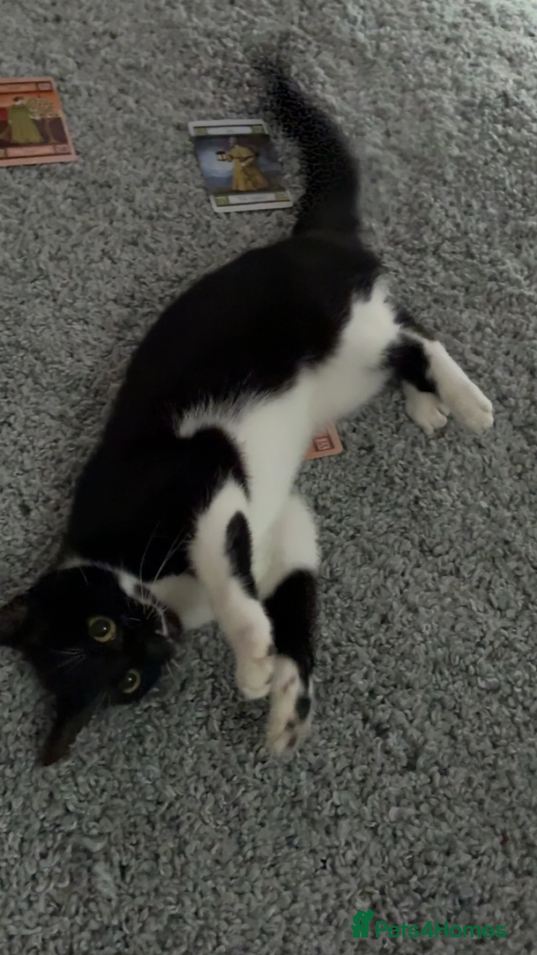 Mixed Breed cats for sale: Lexi.  - Advert 3