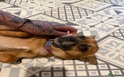 Mixed Breed dogs for sale: Perfect playful puppy - Image 2