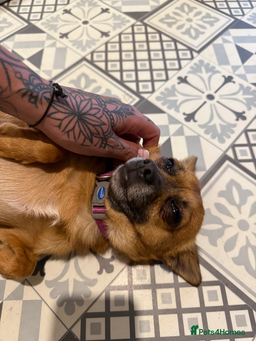 Mixed Breed dogs for sale: Perfect playful puppy - Image 2
