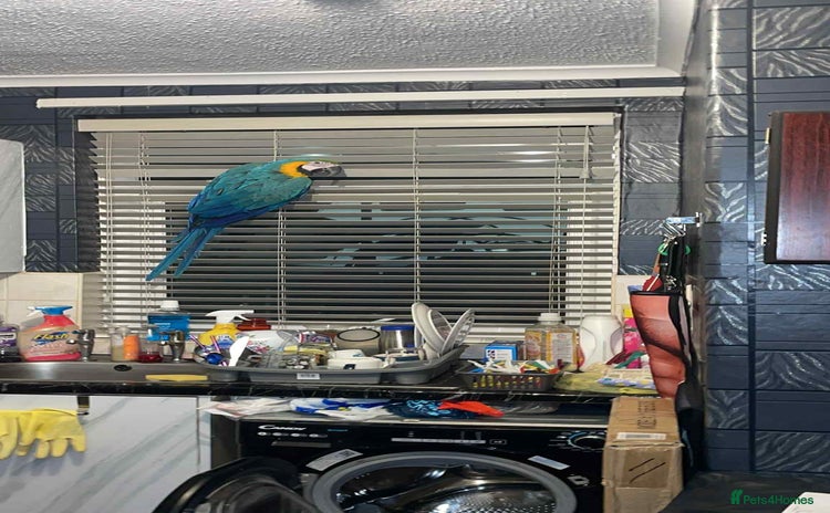 Parrots birds Blue and yellow macaw with cage - Advert 7