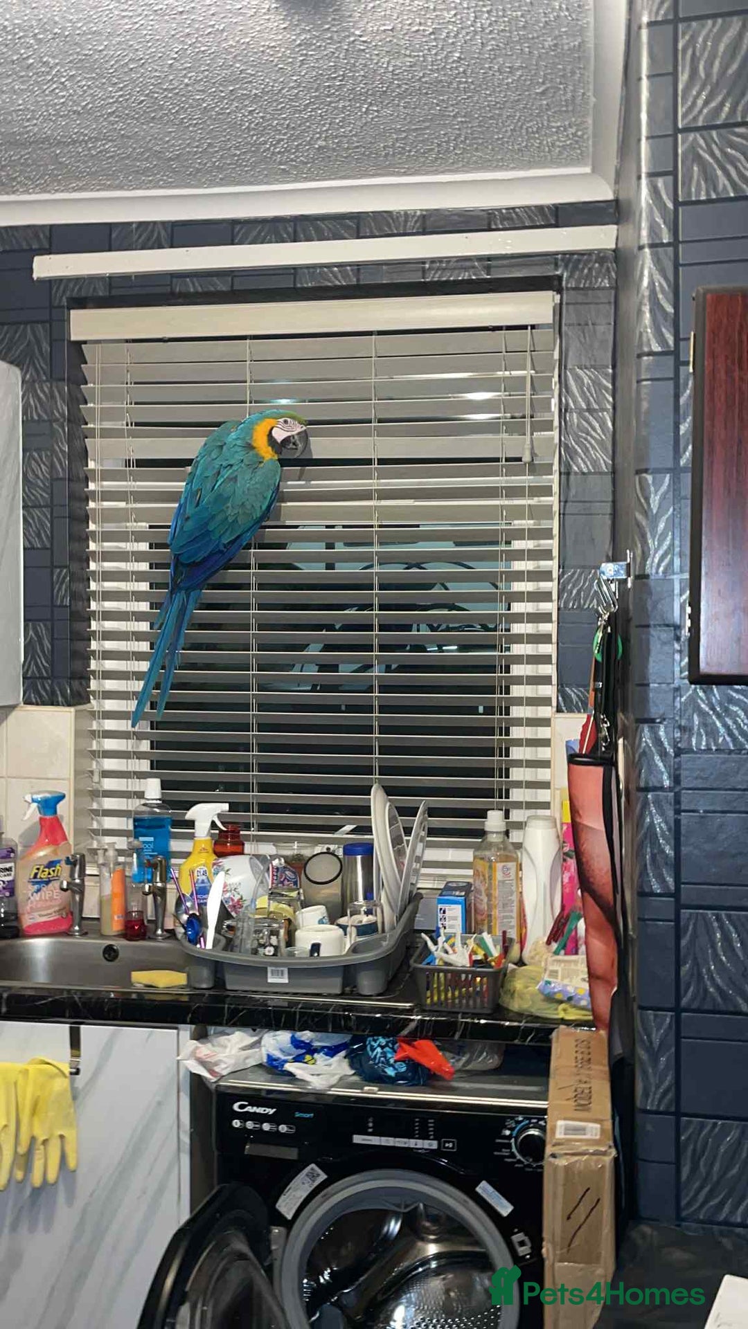 Parrots birds for sale: Blue and yellow macaw - Image 5