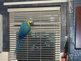 Parrots birds Blue and yellow macaw with cage - Advert 16