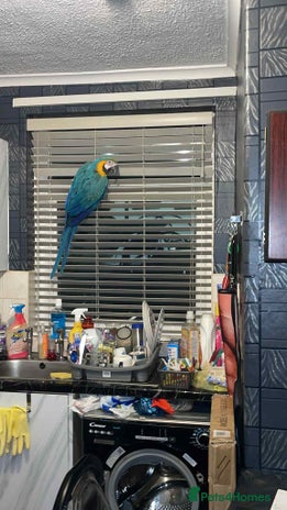 Parrots birds Blue and yellow macaw with cage - Advert 7