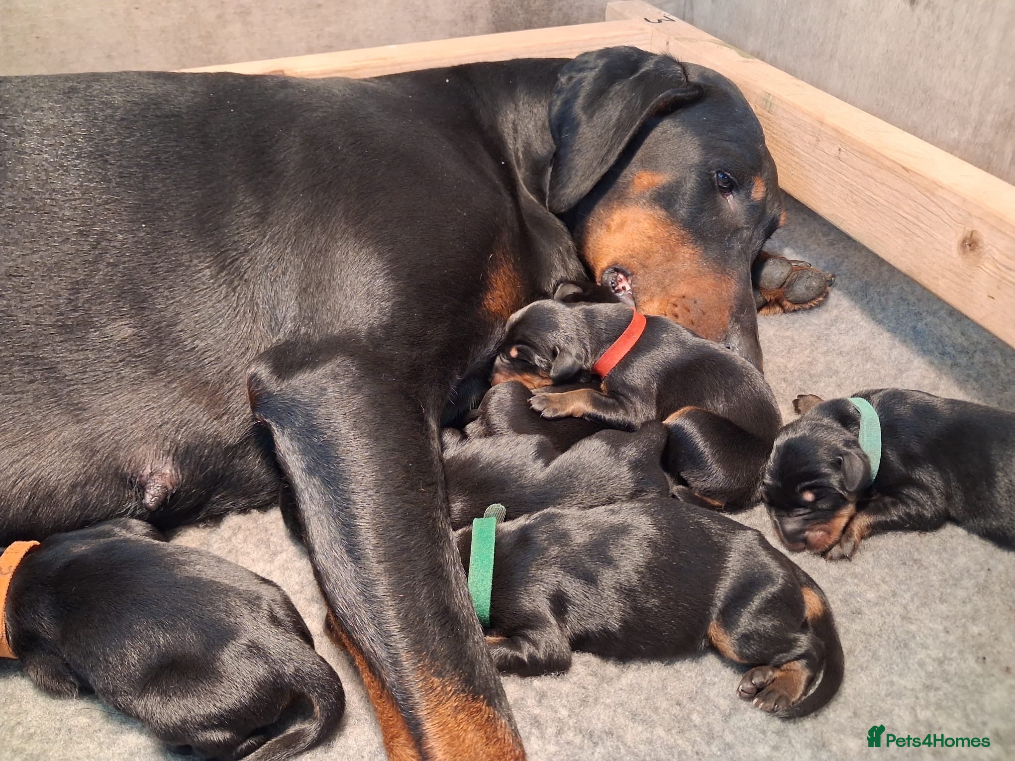 Dobermann dogs KC Outstanding Health Tested Dobermann Puppies   - Advert 3