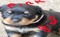 Rottweiler dogs for sale: Pure breed Rottweiler  - Image 8