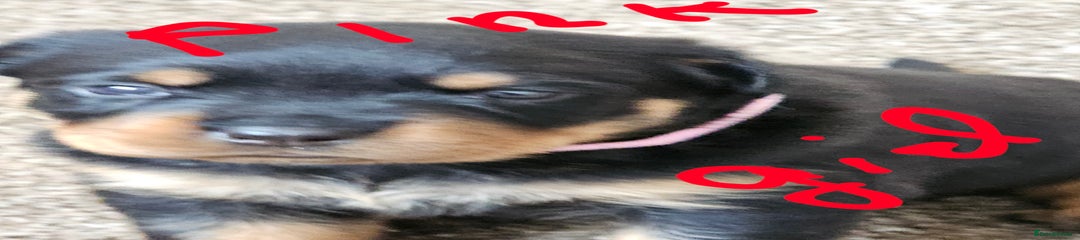 Rottweiler Puppy 3