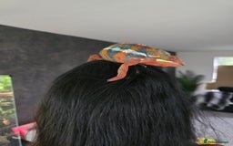 Chameleon reptiles for sale: Hybrid Panther Cameleon with full set up - Image 2