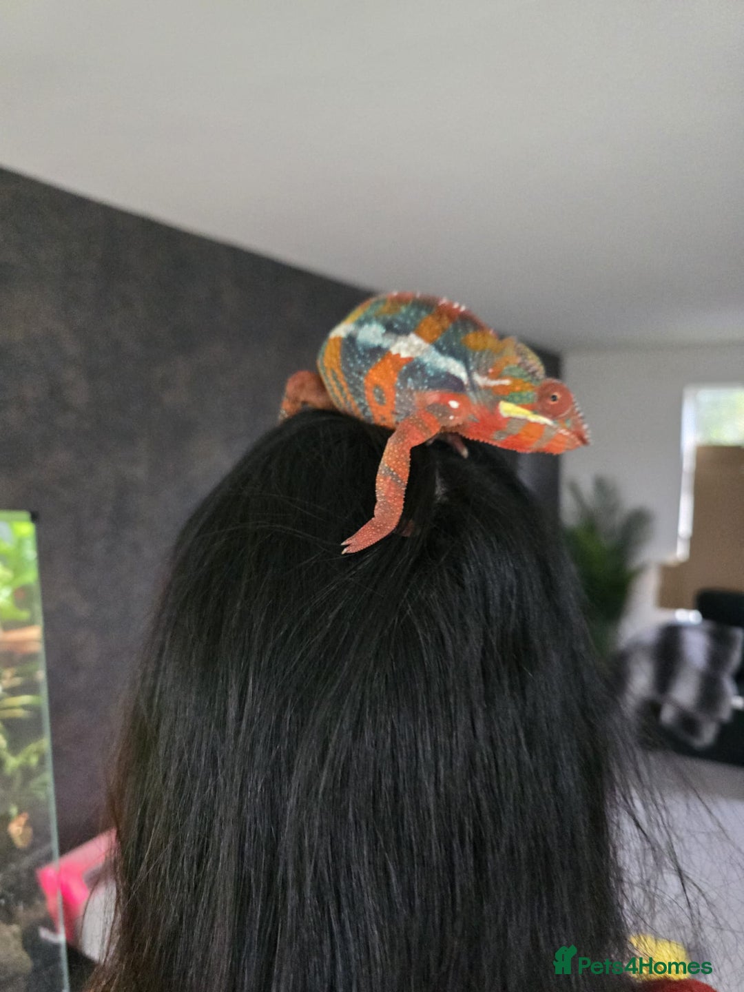 Chameleon reptiles for sale: Hybrid Panther Cameleon with full set up - Image 2