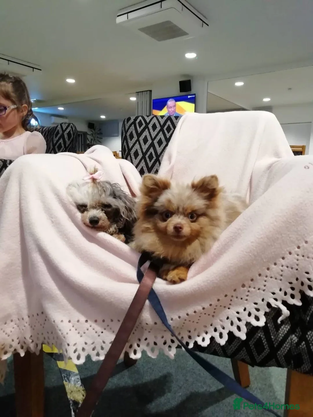 Pomeranian dogs for stud: STUD Chocolate and Tan Merle Blue Eyes Puppy Size in Guildford - Advert 13