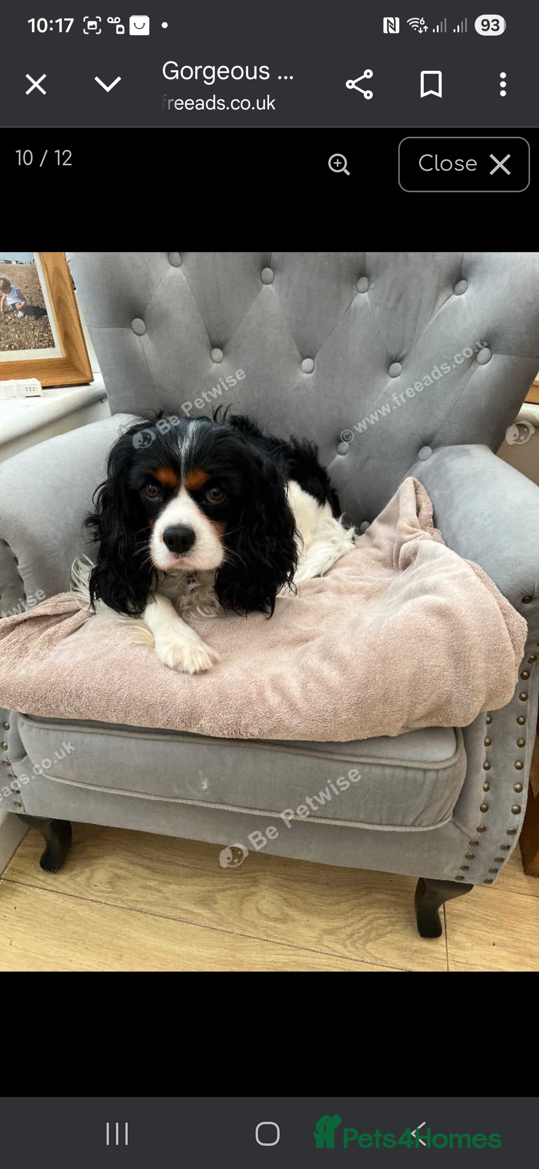 Cavalier King Charles Spaniel dogs for sale: King Charles puppies for sale 3 boys and 2 girls.  - Advert 12