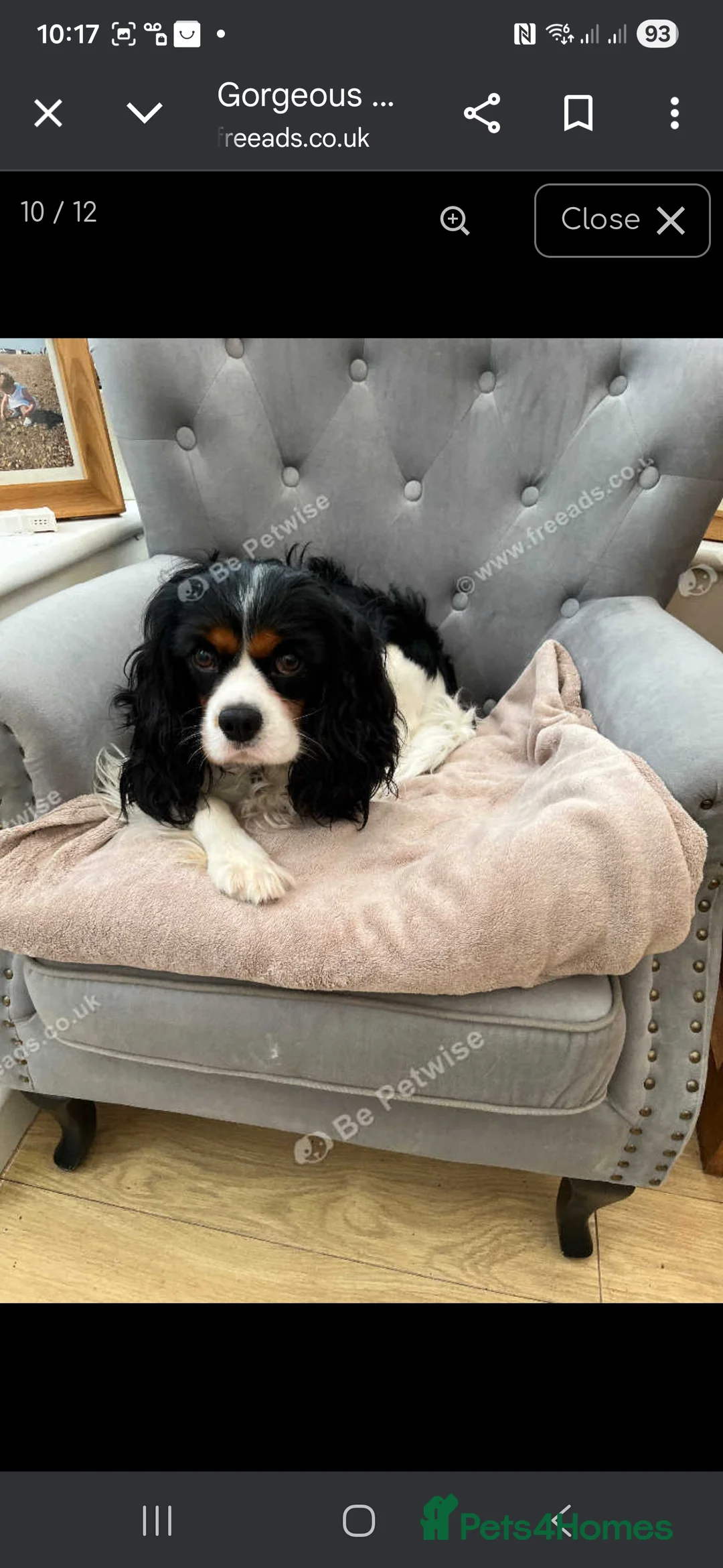 Cavalier King Charles Spaniel dogs for sale: King Charles puppies for sale 3 boys and 2 girls.  - Advert 12