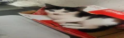 Mixed Breed cats for sale: Kittens  - Advert 3