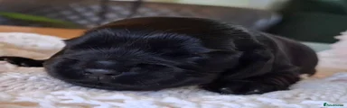 Cocker Spaniel Puppy 6