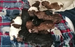 Standard Poodle dogs for stud: Proven Standard Poodle For Stud in Belper - Image 9