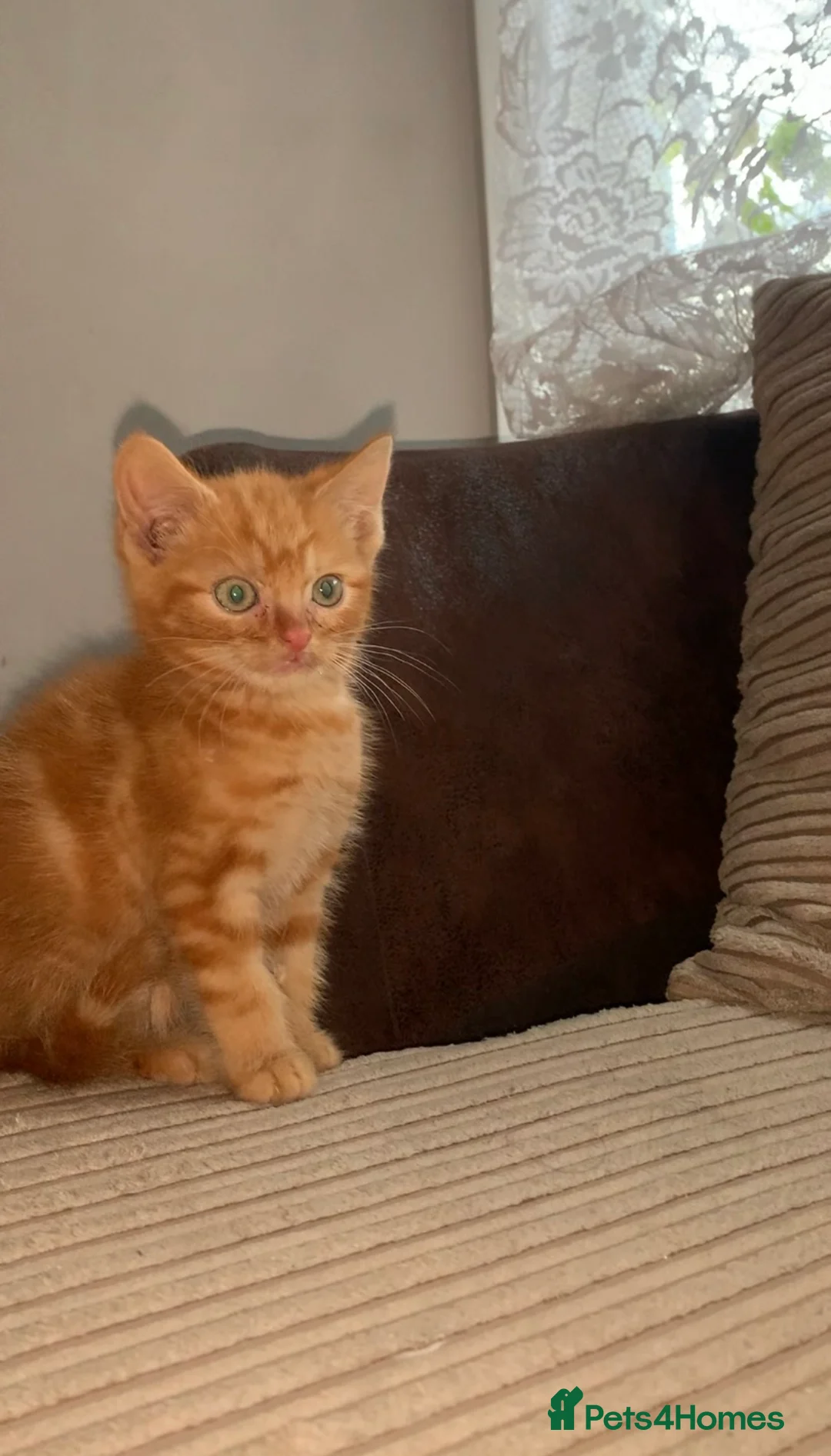 Mixed Breed cats for sale: Beautiful kitten - Advert 2